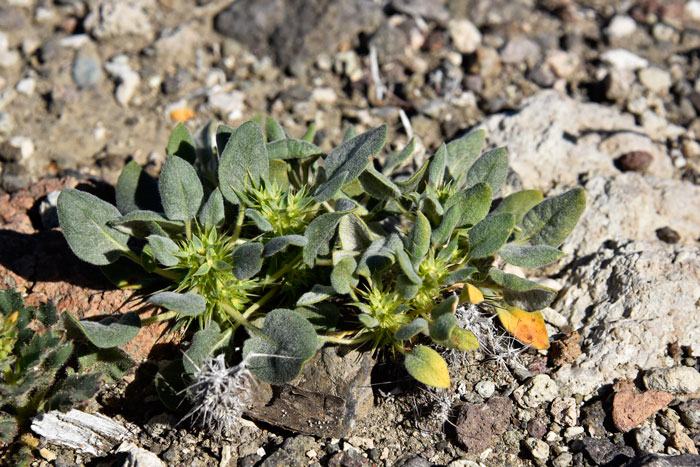 Chorizanthe rigida, Rigid Spineflower